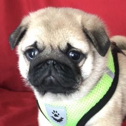 French Bulldogs and Pugs from Lyons Pride Pups
