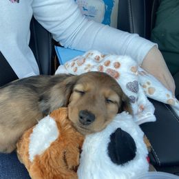 Dachshund Puppies from Ruby Desert Doxies