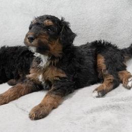 Green Collar 'Stanley' - Phantom male Bernedoodle puppy in Mora, Minnesota from Knudsen Pups