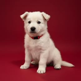 Red Collar  (Ace) - male Berger Blanc Suisse puppy in Rice Lake, Wisconsin from Windswept White Swiss Shepherds