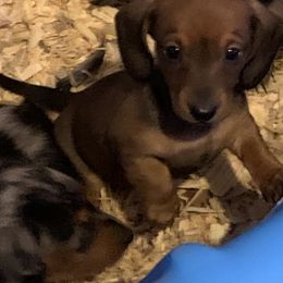 Dachshund Puppies from CC and J Dachshunds