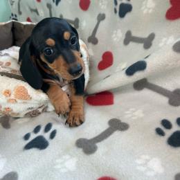 Brown - Black and tan male Dachshund puppy in Cumby, Texas from Dog Daze Ranch