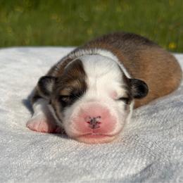 Magnolia - Red female Pembroke Welsh Corgi puppy in Fairchild, Wisconsin from Reigning Corgis