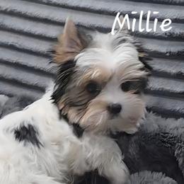Millie - Parti female Yorkshire Terrier puppy in Michigan from Breny