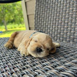 Arthur - Cream male Cocker Spaniel puppy in Lake, Mississippi from MGs Cockers