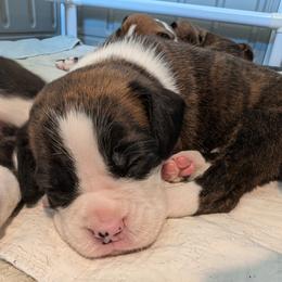 Sawyer - full white collar brindle - Brindle Boxer puppy in Wellington, Ohio from Brinkhaven Boxers