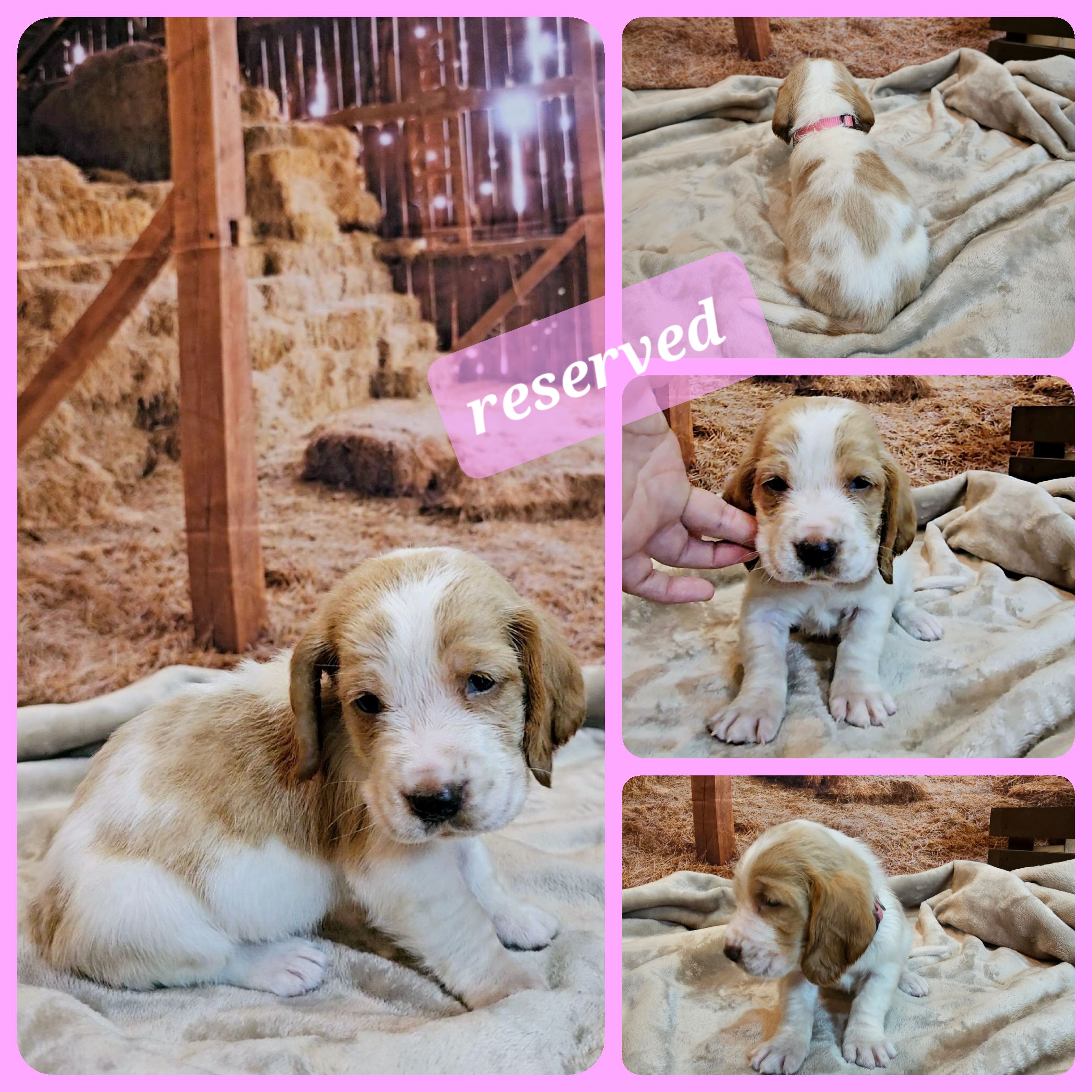 Basset Hound Puppies from Hounds All Night