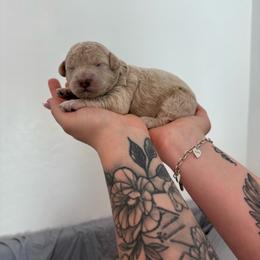 Ginger - Cream female Goldendoodle puppy in Mesa, Arizona from Schmidt’s Doxies N Doodles