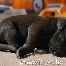 Great Dane Puppies from Caddylicious Great Danes