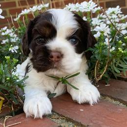 Girl 3 - Brown white and tan female Cocker Spaniel puppy in Gadsden, Alabama from Rich Cat’s