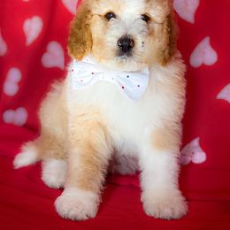 Bernedoodle and Bernese Mountain Dog Puppies from Mountain Top Bernedoodles