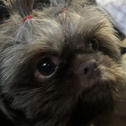 Shih Tzu puppies from Cassie's Shih Tzus