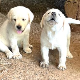 Labrador Retrievers from Mothersbrook Manor Labradors