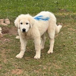 Male 6-BLUE - White male Maremma Sheepdog puppy in New Auburn, Wisconsin from Cordell Corgis
