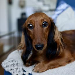 Dachshunds from meghan poort
