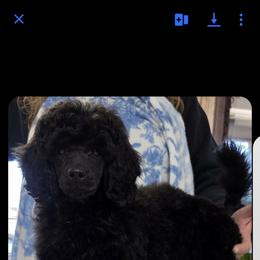 Poodle Puppies from LaZol's  Minis