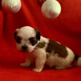 Girl 1 - White female Lhasa Apso puppy in Florence, Kentucky from Ky Ritz Lhasa’s.  formerly (Karen‘a Lhasa Apsos)