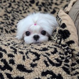 Dolly - Maltese