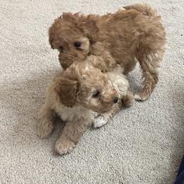 Poodle Puppies from ItalianToyPoodles