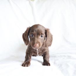Annie - Chocolate female Dachshund puppy in Fredericksburg, Ohio from William's Dachshunds
