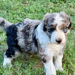 Ace - Blue merle male Aussiedoodle puppy in Talihina, Oklahoma from Lockhart Mini Aussies