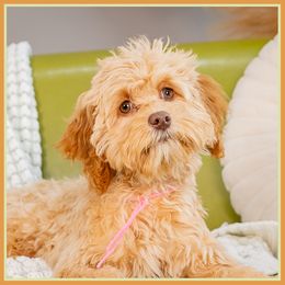 Maeve - Red female Cockapoo puppy in Connersville, Indiana from Deaz Doodle Ranch