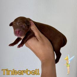 Tinkerbell - Red  female Goldendoodle puppy in Aubrey, Texas from The Parrish Doods