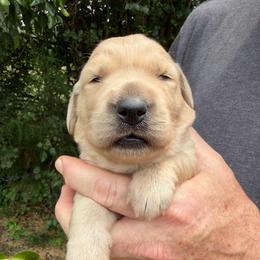 Ribs Girl - Golden female Golden Retriever puppy in Knoxville, Tennessee from Jack and Ginger’s Goldens
