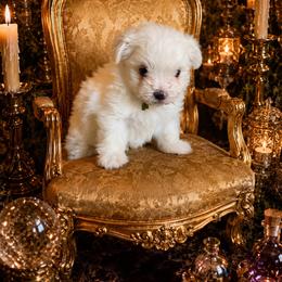 Beauty and the Beasts Lumeire - White male Maltese puppy in Liverpool, Pennsylvania from Miracles With Paws