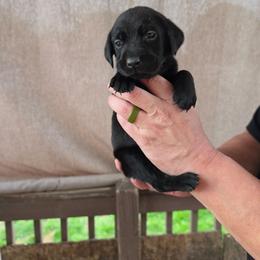 Male 2 - Black male Labrador Retriever puppy in Hebron, Kentucky from Top Notches Labrador Retrievers
