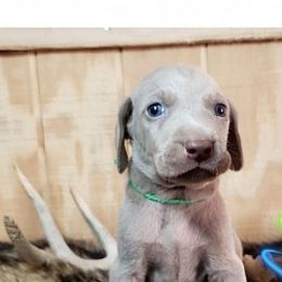 Weimaraner Puppies from LAAT Weims