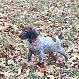 German Shorthaired Pointer Puppies from Jenny Ridge Kennels