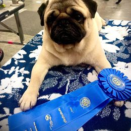 Foster - Pug