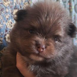 Gatlin 3,500 dollars - Chocolate and tan male Pomeranian puppy in Amelia, Ohio from Boujee Puff Poms