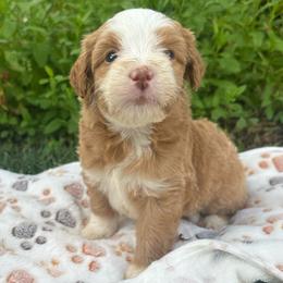 Beau - Yellow and white male Bernedoodle puppy in Temecula, California from Country Hills Doodles