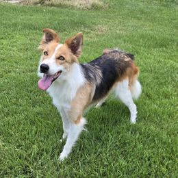 B.B. - Border Collie