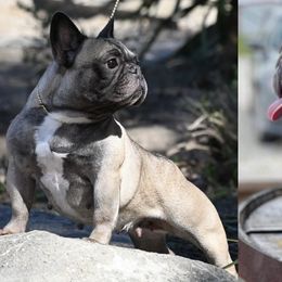 Serena - French Bulldog