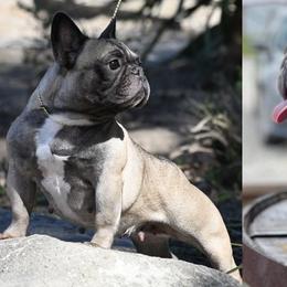 Serena - French Bulldog