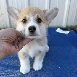 Red Collar Female - Sable female Pembroke Welsh Corgi puppy in Victoria, Texas from Clear Creek Corgis