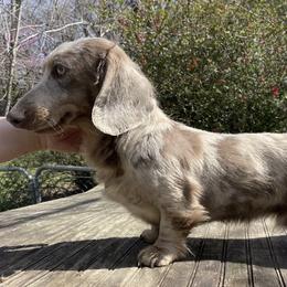 Duke - Dachshund