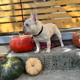 Penney - French Bulldog