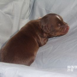 Toy Australian Shepherd Puppies from Cherry Grove Toy Aussies