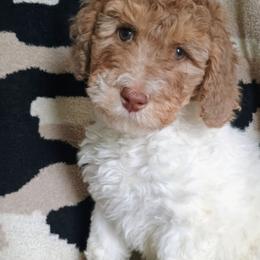 Hope - Brown and white female Bernedoodle puppy in Marion County, Ohio from Hatten Homestead Kennels