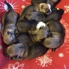 Swedish Vallhund Puppies from Beidelyn Swedish Vallhunds