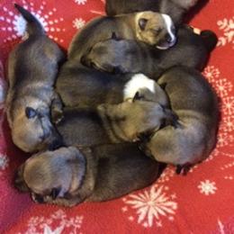 Swedish Vallhund Puppies from Beidelyn Swedish Vallhunds