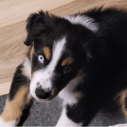 Boy 3 - male Australian Shepherd puppy in Niles, Michigan from Tara's Australian Shepherds