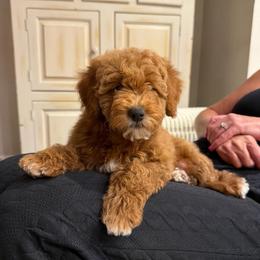 Daisy - Apricot female Goldendoodle puppy in Payson, Utah from Country Sky Doodles