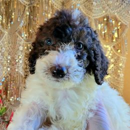 Labradoodle Puppies from 101 Labradoodles