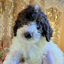 Labradoodle Puppies from 101 Labradoodles