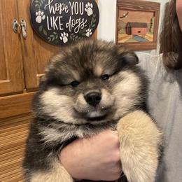 Finnish Lapphund Puppies from Moonshot Finnish Lapphunds